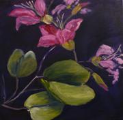 Bauhinia by Janifer Fraser