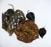 Leaves by Mary Dixon